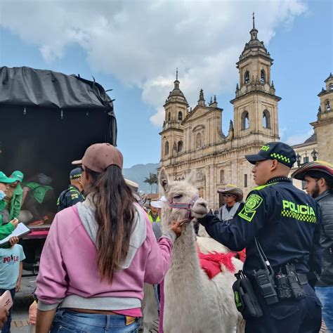 Distrito Rescató Tres Llamas En La Plaza De Bolívar Que Se Encontraban