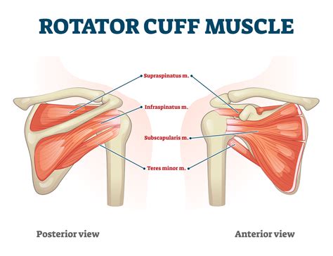 Rotator Cuff Tears 101 What They Are Why They Happen Palmetto Bone