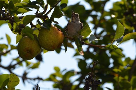 Journals of an Amateur Naturalist: Pear Tree