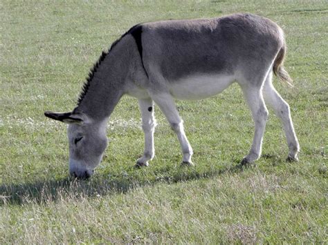 Âne du Cotentin Donkey Animals Sheep