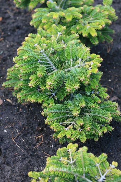 Abies Nordmanniana ‘barabits Compact’ Plantentuin Esveld