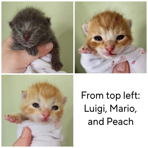 The criminals had their mugshots taken : r/IllegallySmolCats