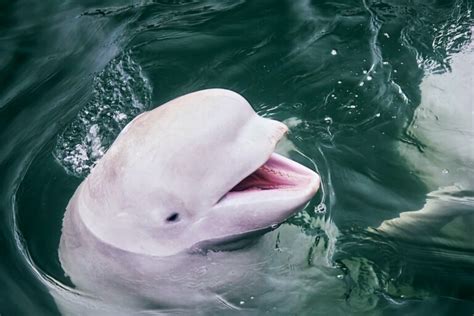 200 Best Names for Beluga Whale - Name Generator & Ideas - FluentSlang