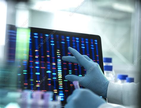 Genetic Research Stock Image F027 7502 Science Photo Library