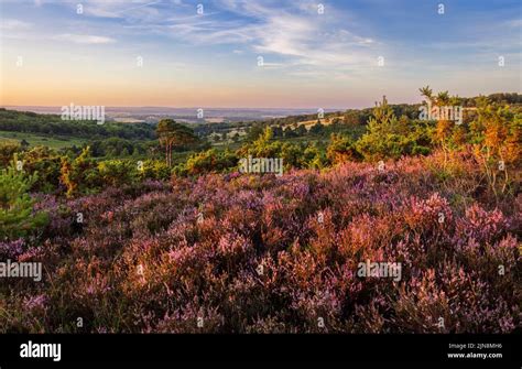 August Heather And Heath On Ashdown Forest On The High Weald In East