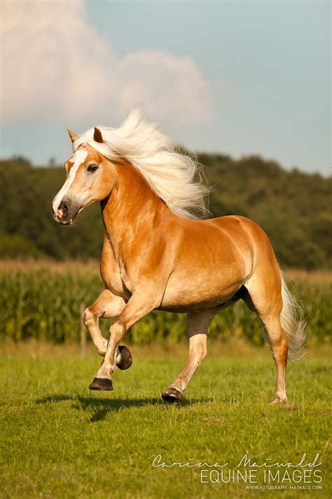 Carina Maiwald Equine Images Lovely Haflinger Sir Henry