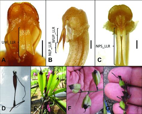 Variability of the rostellum structure and ovary and fruit shape in the... | Download Scientific ...