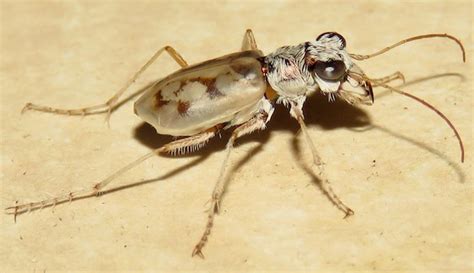 Ghost Tiger Beetle Ellipsoptera Lepida Bugguidenet