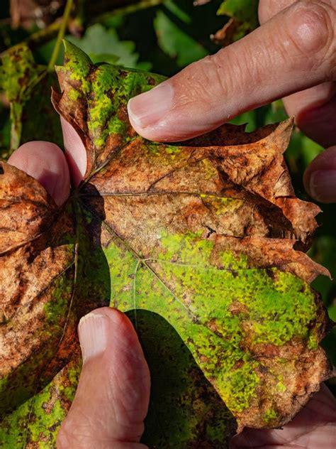 Vine Grape Leaf With Chlorosis Diseases Of Grapes Chlorosis Of Leaves