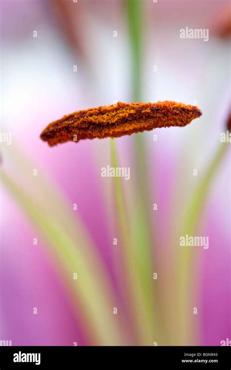 Close Up Of A Lily Lilium Showing The Stamen Anther And Filament In