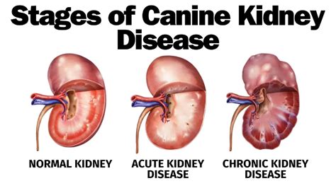 Recognizing the Signs and Symptoms of Kidney Disease in Dogs - Wagging ...