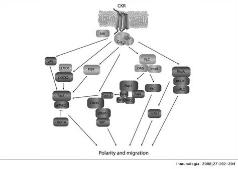 Intracellular Signaling Pathways Mediating Lymphocyte Trafficking