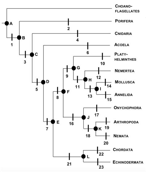 Diagram Of Invertebrates Phylogenetic Tree Quizlet