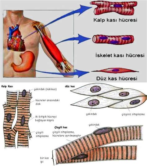 Kas Sistemi Nedir Kas Sisteminin Yapısı ve Görevleri