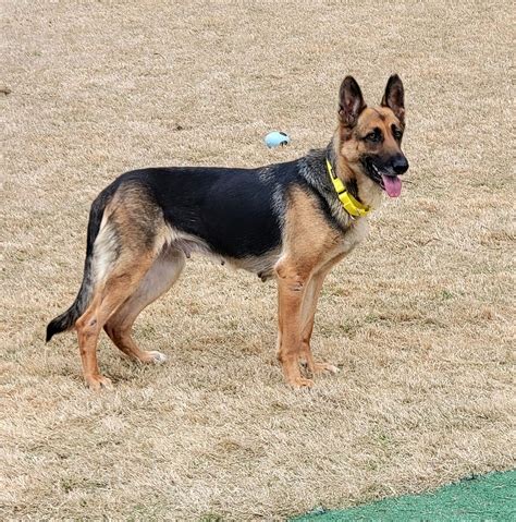 Dog For Adoption Mabel A German Shepherd Dog In New Carrollton Md