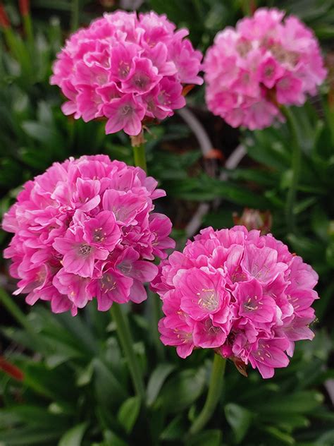 Armeria Dreameria Daydream Golden Valley Plants