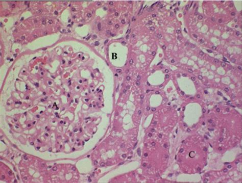 Urinary Histology Flashcards Quizlet