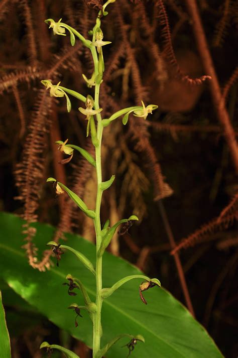 Habenaria Alagensis Orchidaceae Image At Phytoimages Siu Edu