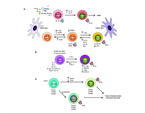 ILC Transdifferentiation Occurs In Response To Cytokine And Or