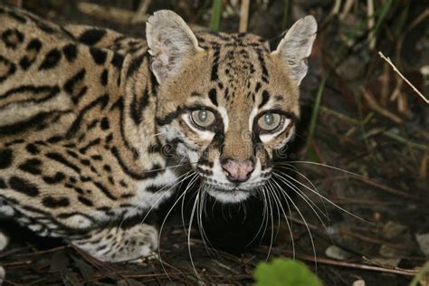 Ocelote Pardalis De Leopardus Foto De Archivo Imagen De Relajante