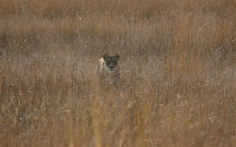 Lioness, Field, Grass, Hunting HD wallpaper | Wallpaper Flare