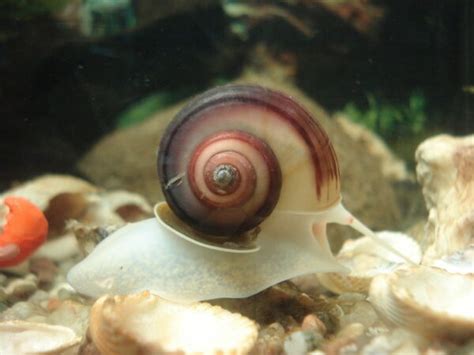 Schneckenplage Im Aquarium Tipps Zur Nat Rlichen Bek Mpfung