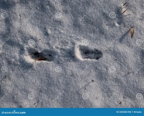 Footprints of Roe Deer (Capreolus Capreolus) on the Ground Covered with Snow Stock Photo - Image ...