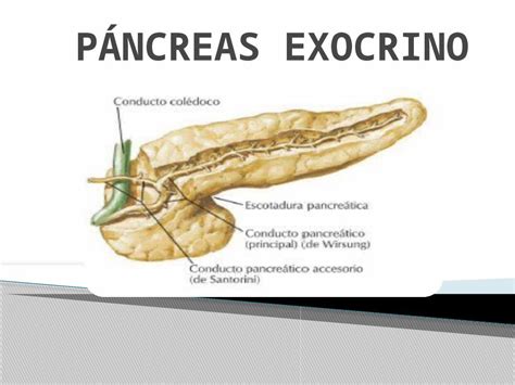 Pptx P Ncreas Exocrino Histolog A Dokumen Tips