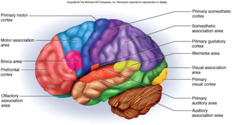 Brain Flashcards Quizlet