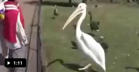 Pelican Eats Pigeon 9gag