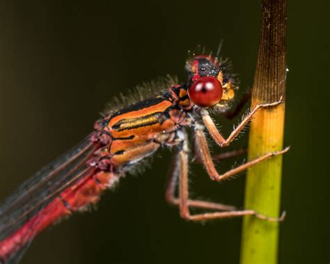 Dragonflies And Damselflies Southern Alps Photography