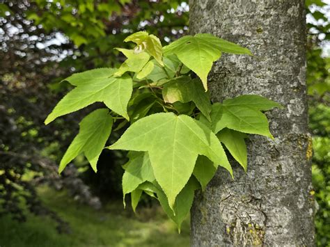 Liquidambar Formosana Var Monticola Is Een Bijzondere Boom