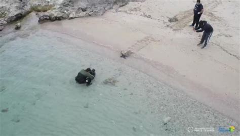 Aree Protette E Tartarughe Marine Torre Guaceto E Porto Cesareo Unite