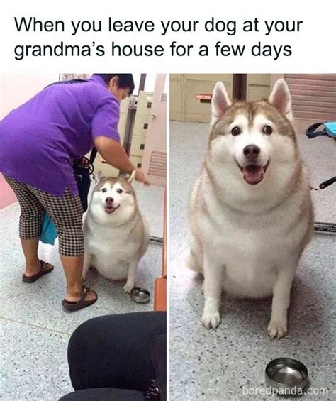 50 Memes That Dog Owners May Find Humorously Relatable | Bored Panda