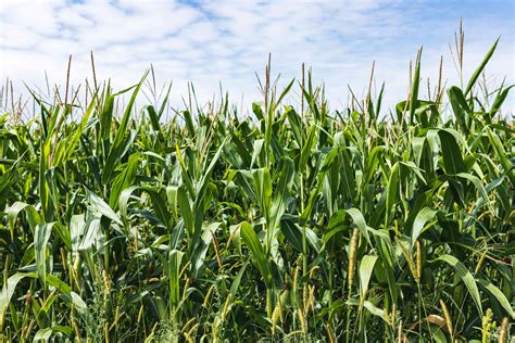 How To Grow Sweet Corn