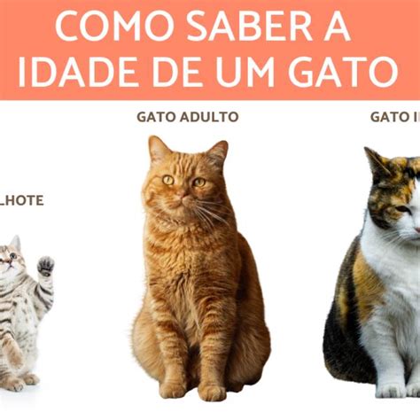 Saiba Como Calcular A Idade Humana De Seu Gato Fatos Desconhecidos