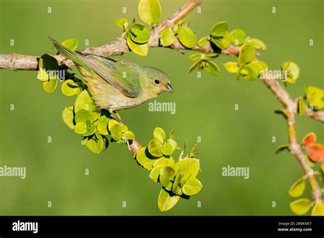 Painted Bunting Passerina Ciris Adult Female Perched On A Branch