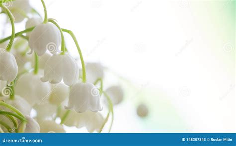 Lilies Of The Valley Floral Background Stock Image Image Of Nature