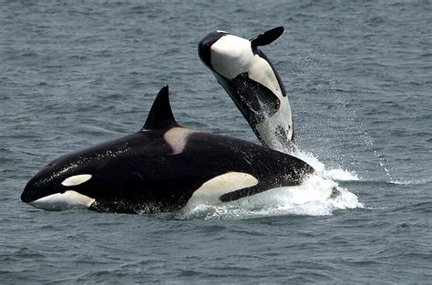 Orcinus orca, Killer Whale