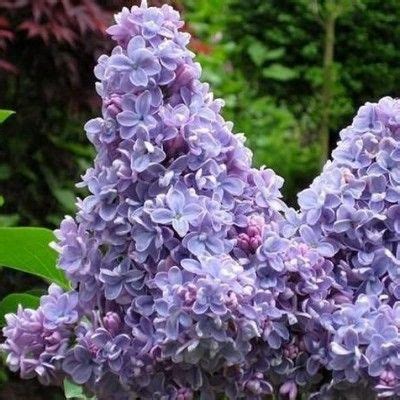 Descubra Kuva Lilas En Fleur Thptnganamst Edu Vn