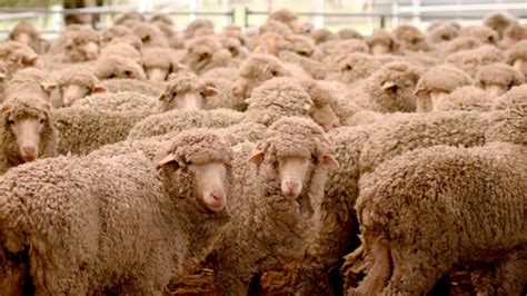 Embrace Winter With Australian Merino Wool Fashion Australianfarmers