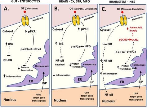 Schematic Comparing Hypothesized Ot Signaling In Colostrum Primed Gut