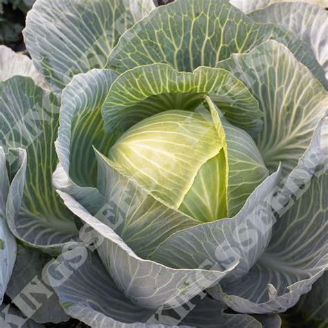 Cabbage Kilastor F1 Kings Seeds Direct