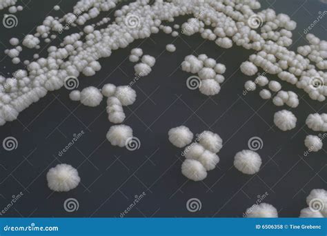 Baker s Yeast stock photo. Image of safety, scientific - 6506358