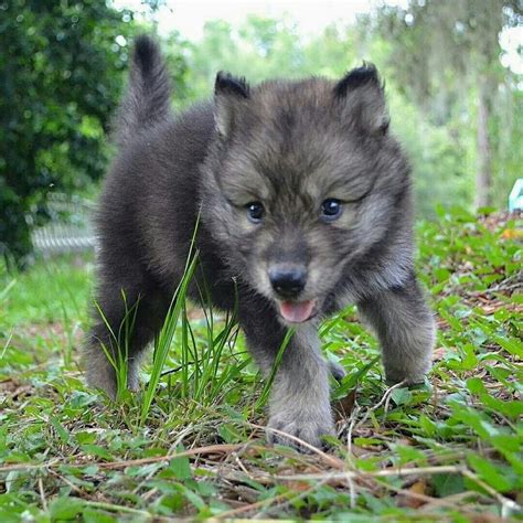 Pin Von Auf Wolf Welpen Tiere Wolf