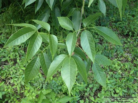 Louisiana Plant ID | Fraxinus profunda (pumpkin ash)