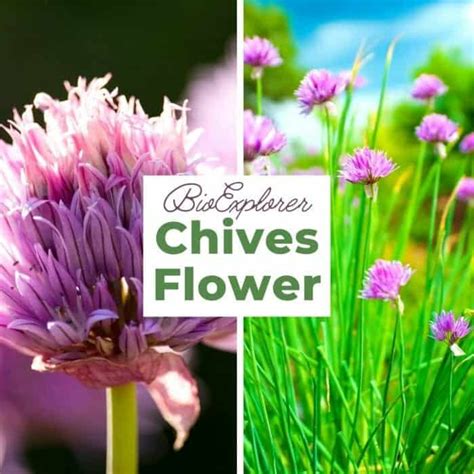 Chives Flower | Onion Flower | Perennial Flower | BioExplorer