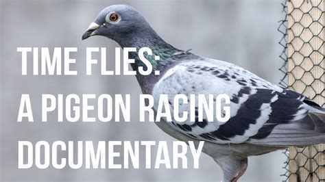 Time Flies A Pigeon Racing Documentary Youtube