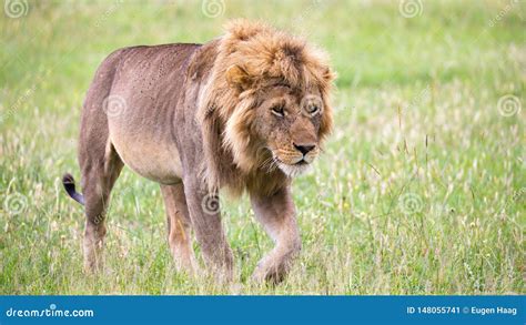 A Big Male Lion Is Walking In The Savannah Stock Image Image Of