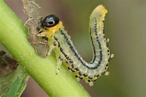 Euura Pavida Larva Feeding On Salix Caprea Garden Chorlt Flickr